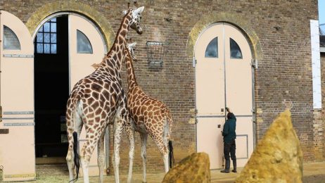 Зоологическата градина в Лондон: атракция за малки и големи