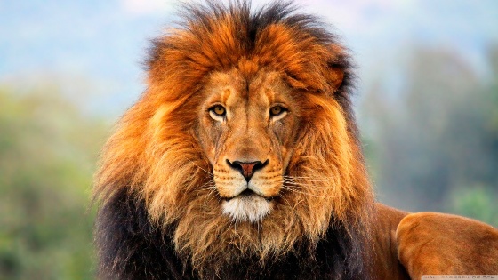 За представителите на зодия Лъв скромността не краси човека