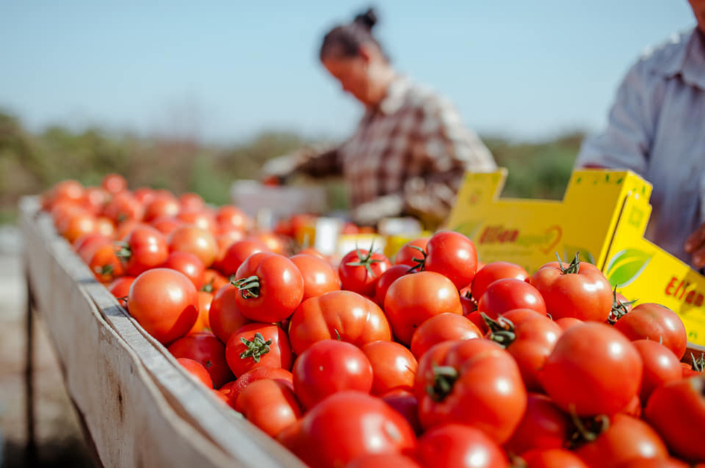 Британска министърка препоръча на сънародниците си да ядат британски репи вместо вносни домати
