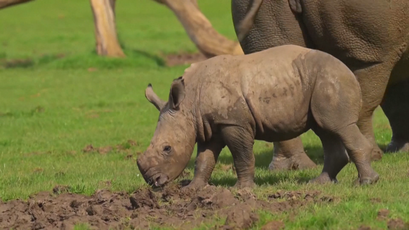 Бебе носорог е най-новата атракция на зоопарк край Лондон